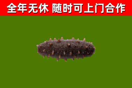 鼎湖回收海参干